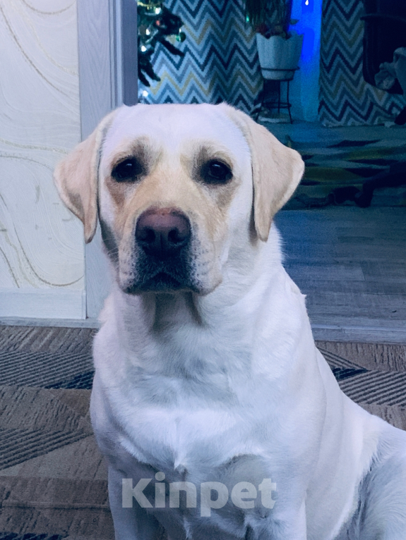 Собаки в Челябинске: Лабрадор Ретривер. Мальчик, 65 000 руб. - фото 2