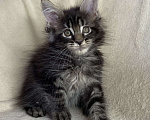 Кошки в Дмитрове: Черный мраморный мальчик мейн кун Мальчик, 40 000 руб. - фото 4