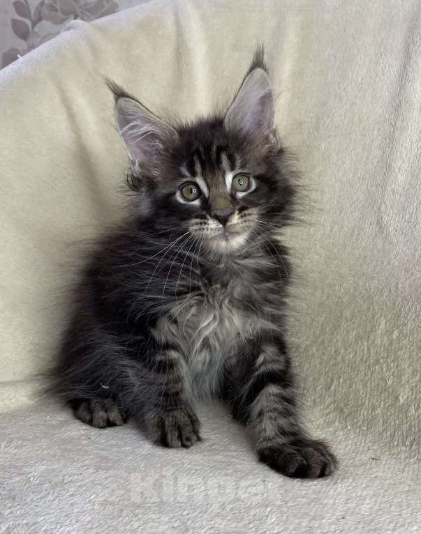 Кошки в Дмитрове: Черный мраморный мальчик мейн кун Мальчик, 40 000 руб. - фото 4