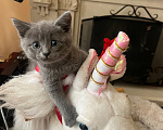 Кошки в Москве: Пролаю котенка Мальчик, 3 000 руб. - фото 4