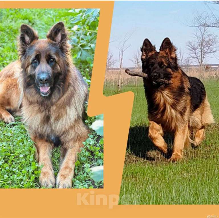 Собаки в Казани: Щенок длинношерстной немецкой овчарки Девочка, Бесплатно - фото 3