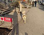Собаки в Уфе: Потерялась собака в районе Телецентра Мальчик, Бесплатно - фото 3