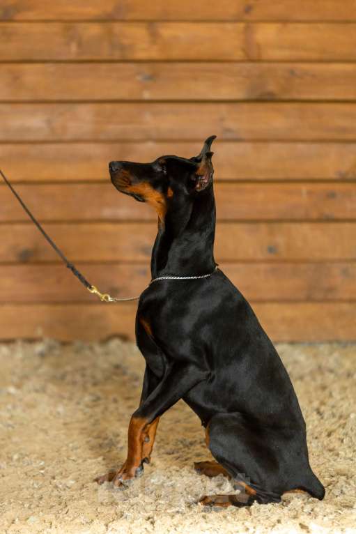 Собаки в Курске: Доберман подброшенный РКФ Девочка, 60 000 руб. - фото 1