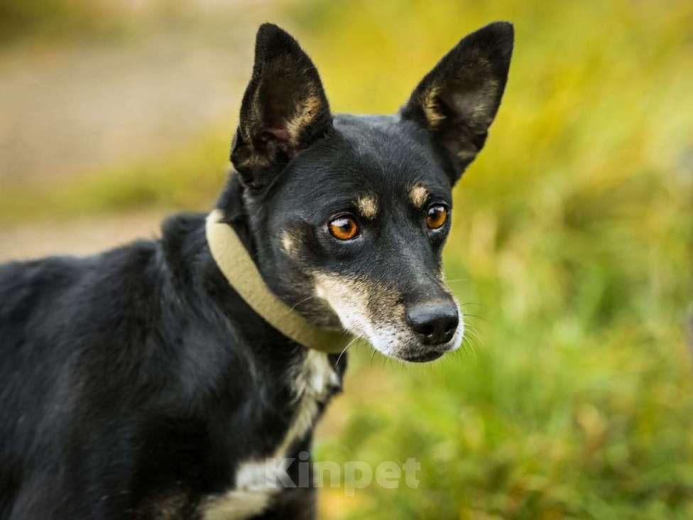 Собаки в Москве: Маленькая собачка в дар Девочка, Бесплатно - фото 5
