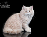 Кошки в Санкт-Петербурге: Британский длинношерстный котик Мальчик, 5 000 руб. - фото 4