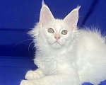 Кошки в Фокино: Котик мейн кун Мальчик, 40 000 руб. - фото 2