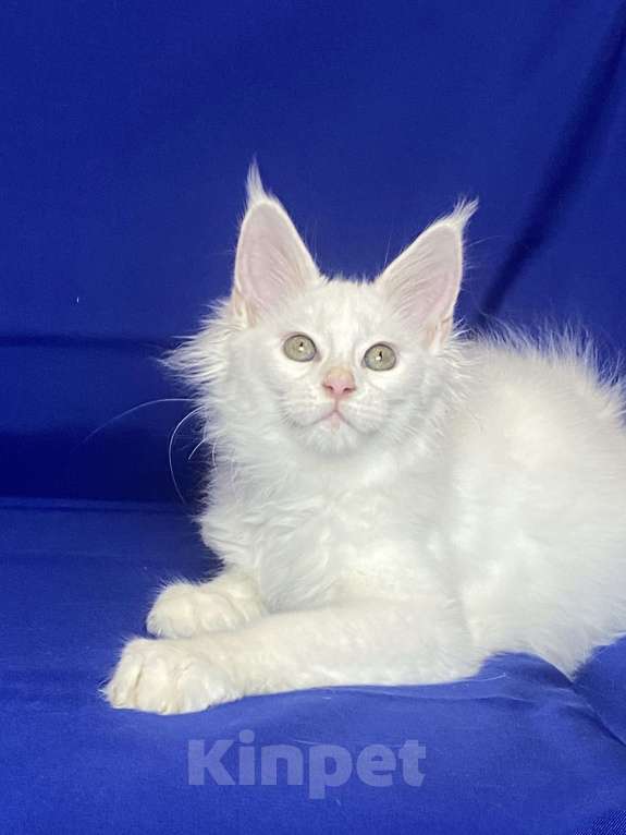 Кошки в Фокино: Котик мейн кун Мальчик, 40 000 руб. - фото 2