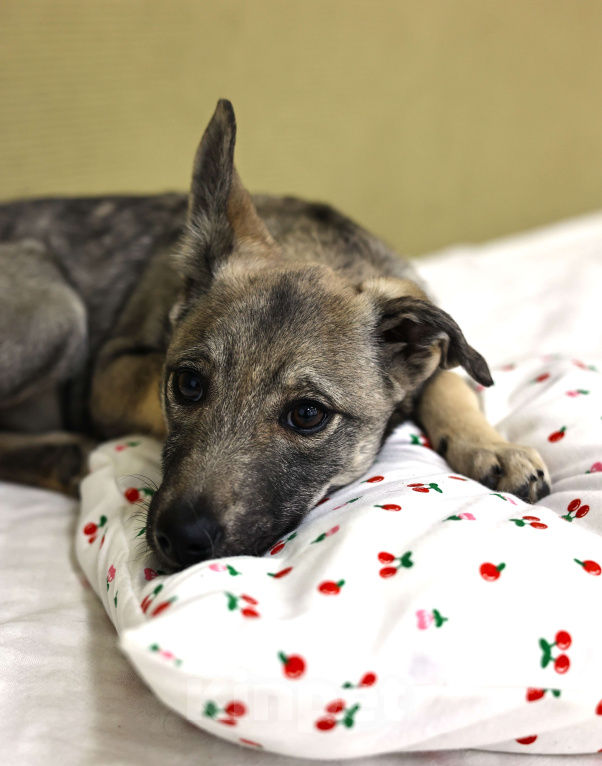 Собаки в Москве: Щенок бесплатно в Москве Девочка, Бесплатно - фото 2