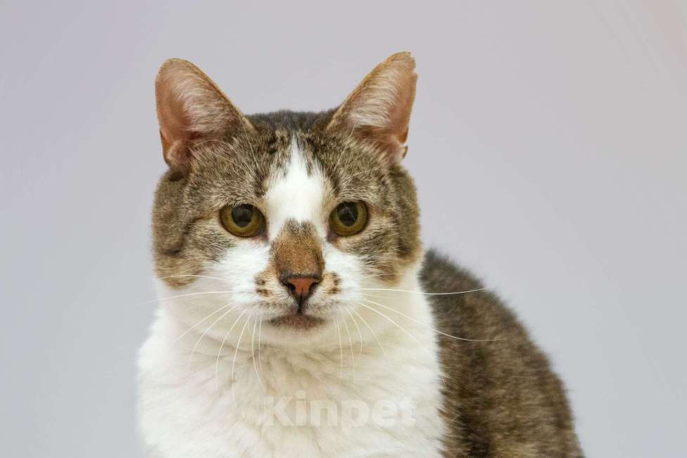 Кошки в Москве: Котик Барсик ищет доброе сердце. Мальчик, Бесплатно - фото 5