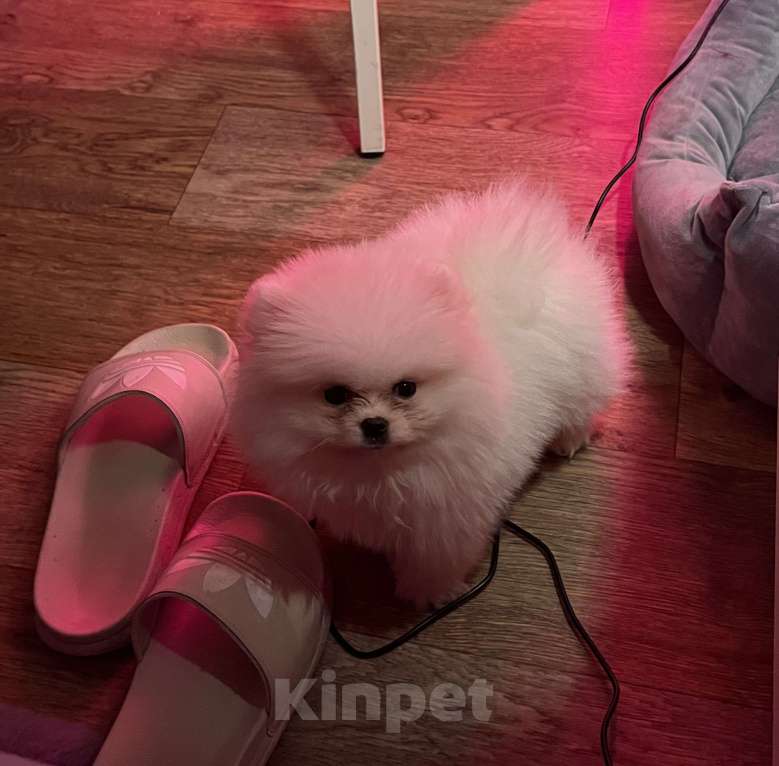 Собаки в Мур: мини шпиц мишка Мальчик, 35 000 руб. - фото 2