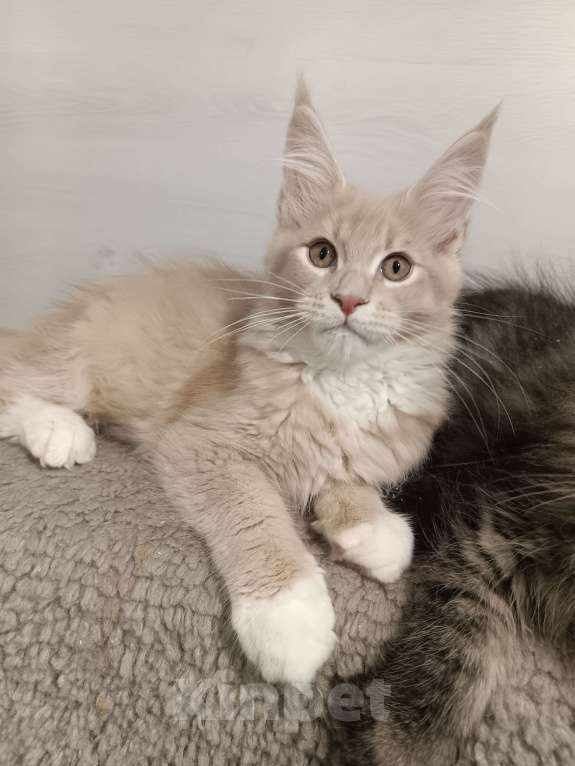 Кошки в других городах Владимирской области: Котики  мейн кун в любимцы Мальчик, 45 000 руб. - фото 4
