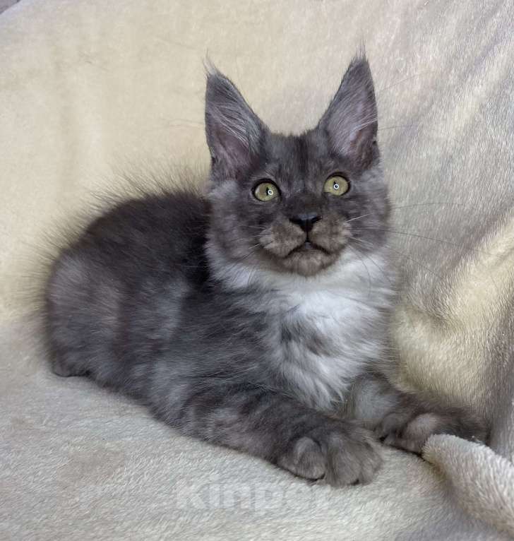 Кошки в Дмитрове: Черный дымчатый мальчик мейн кун Willian Мальчик, 40 000 руб. - фото 5