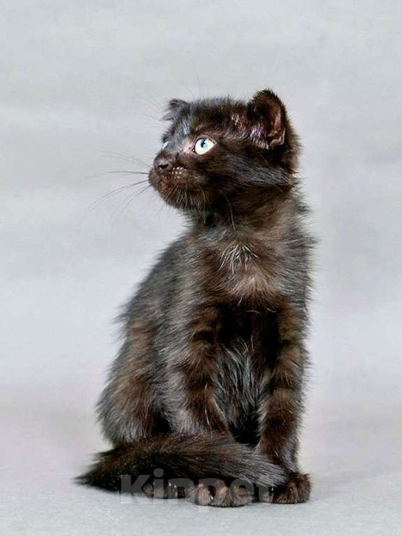 Кошки в Москве: Роскошный черный котенок Марио, метис шотландской вислоухой ищет дом Мальчик, 10 руб. - фото 2