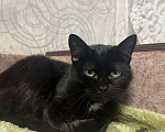 Кошки в Калуге: Кошка Девочка, Бесплатно - фото 4