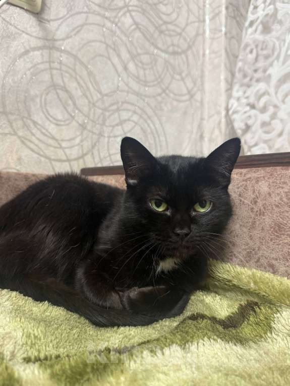 Кошки в Калуге: Кошка Девочка, Бесплатно - фото 4