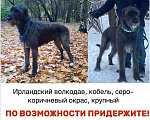 Собаки в Москве: Пропала собака, породы Ирландский волкодав Мальчик, 50 000 руб. - фото 2