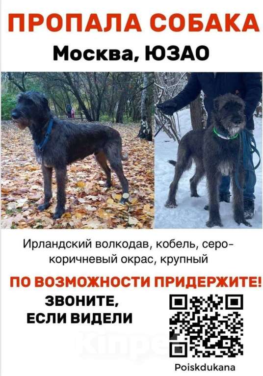 Собаки в Москве: Пропала собака, породы Ирландский волкодав Мальчик, 50 000 руб. - фото 2