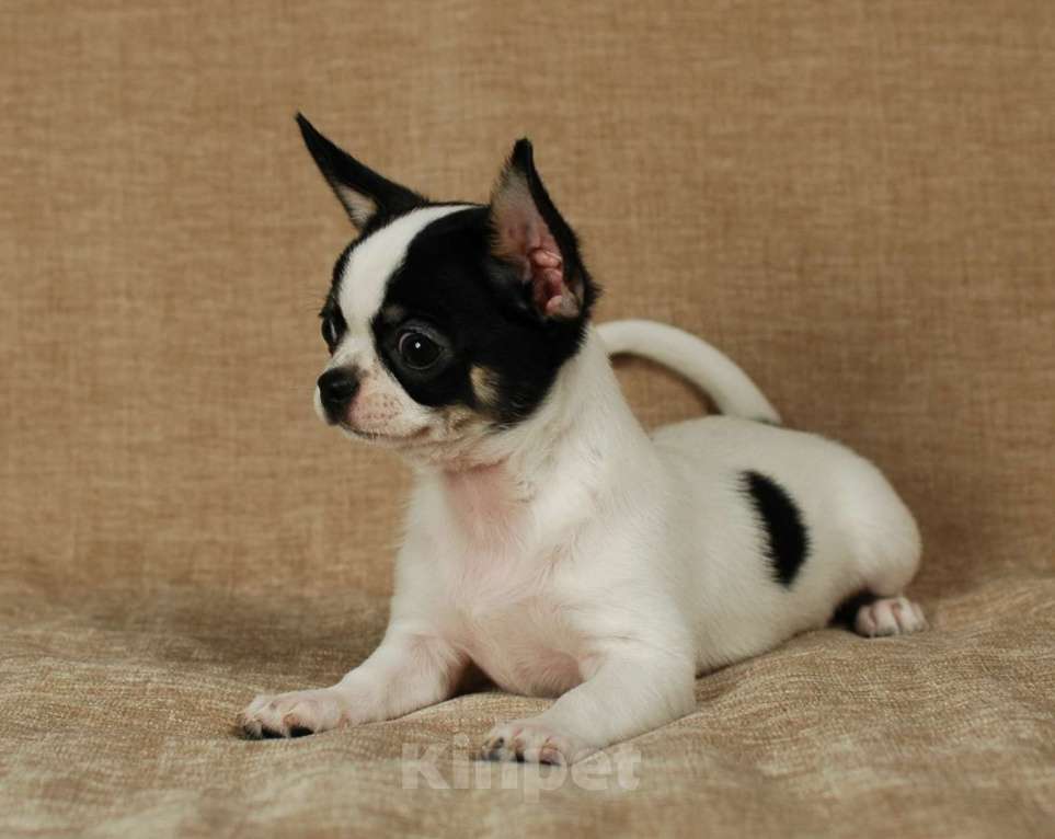 Собаки в Москве: Чихуахуа мальчишка Мальчик, 20 000 руб. - фото 5