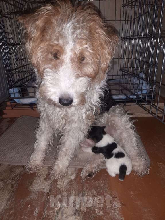 Собаки в Брянске: Фкстерьера жесткошерстного щенок Мальчик, 20 000 руб. - фото 4