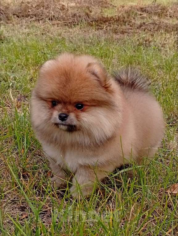 Собаки в Воронеже: Помера Мальчик, 50 000 руб. - фото 5