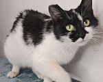 Кошки в Москве: Кошка с необычными ушками в добрые руки Девочка, Бесплатно - фото 4