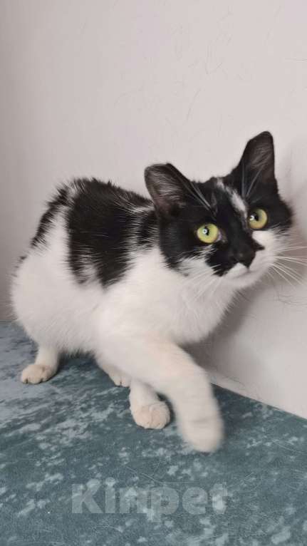 Кошки в Москве: Кошка с необычными ушками в добрые руки Девочка, Бесплатно - фото 4