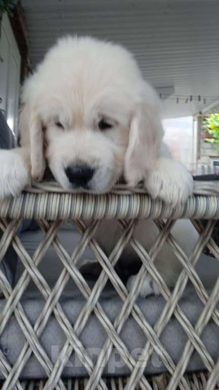 Собаки в Люберцах: Щенок Золотистого ретривера, мальчик Мальчик, 75 000 руб. - фото 5