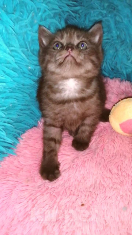 Кошки в Москве: Шотландские котята страйт  Мальчик, 8 000 руб. - фото 5