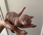 Кошки в Москве: Нежнейший ми-ми-ми котёнок эльф Мальчик, 50 000 руб. - фото 3