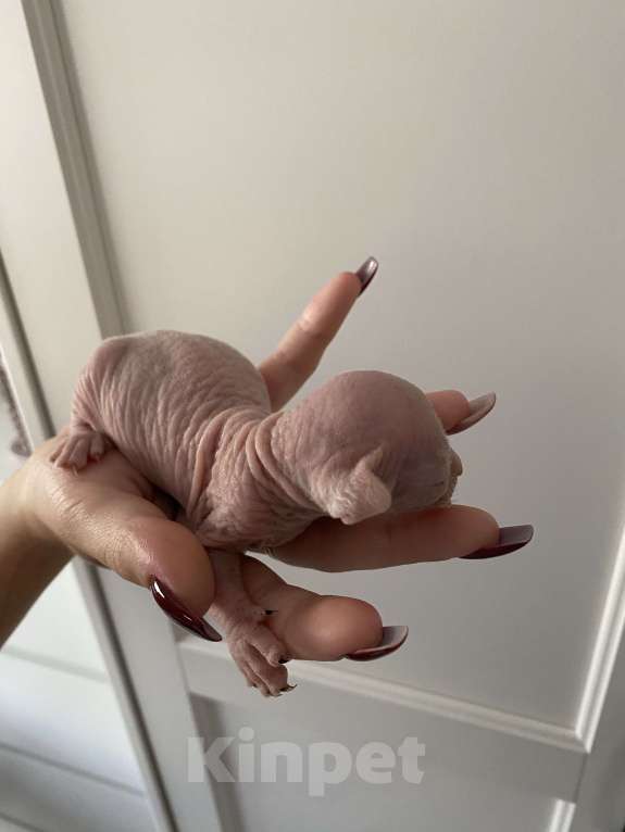 Кошки в Москве: Нежнейший ми-ми-ми котёнок эльф Мальчик, 50 000 руб. - фото 3