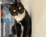 Кошки в Москве: Котенок Тайга ищет дом Девочка, Бесплатно - фото 1