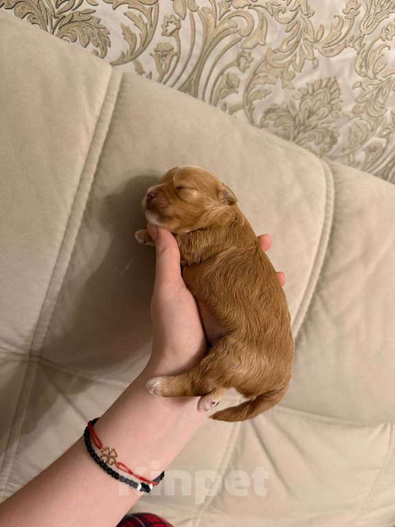 Собаки в Москве: Мальчик ярко рыжий Мальчик, Бесплатно - фото 2