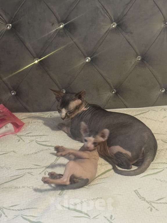 Кошки в Новосибирске: Продам канадского сфинкса мальчик Мальчик, 11 000 руб. - фото 2