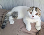 Кошки в Ярославле: Шотландский вислоухий короткошерстный малыш Мальчик, 25 000 руб. - фото 2