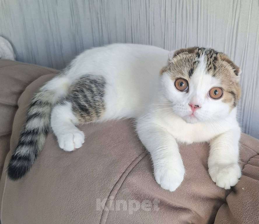 Кошки в Ярославле: Шотландский вислоухий короткошерстный малыш Мальчик, 25 000 руб. - фото 2