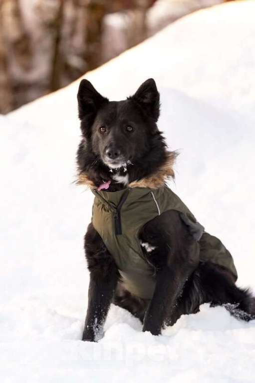 Собаки в Москве: Красавица Рита в добрые руки. Девочка, Бесплатно - фото 5