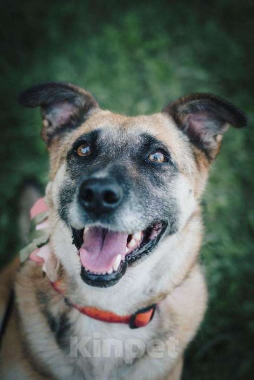 Собаки в других городах Московской области: Девочка Банди ищет дом Девочка, Бесплатно - фото 2