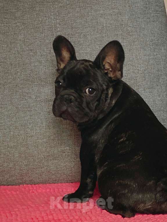Собаки в других городах Московской области: Щенок французского бульдога 3 мес Мальчик, 80 000 руб. - фото 3