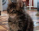 Кошки в Санкт-Петербурге: Котик Мальчик, 40 000 руб. - фото 3
