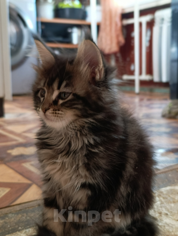 Кошки в Санкт-Петербурге: Котик Мальчик, 40 000 руб. - фото 3