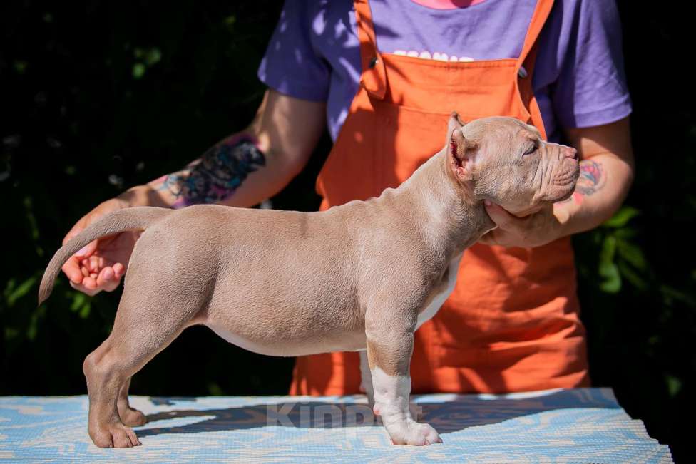 Собаки в Копейске: Американский булли девочки Девочка, 80 000 руб. - фото 7