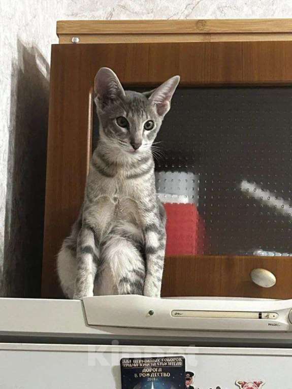 Кошки в Москве: Ориентальная кошка Девочка, 20 000 руб. - фото 2