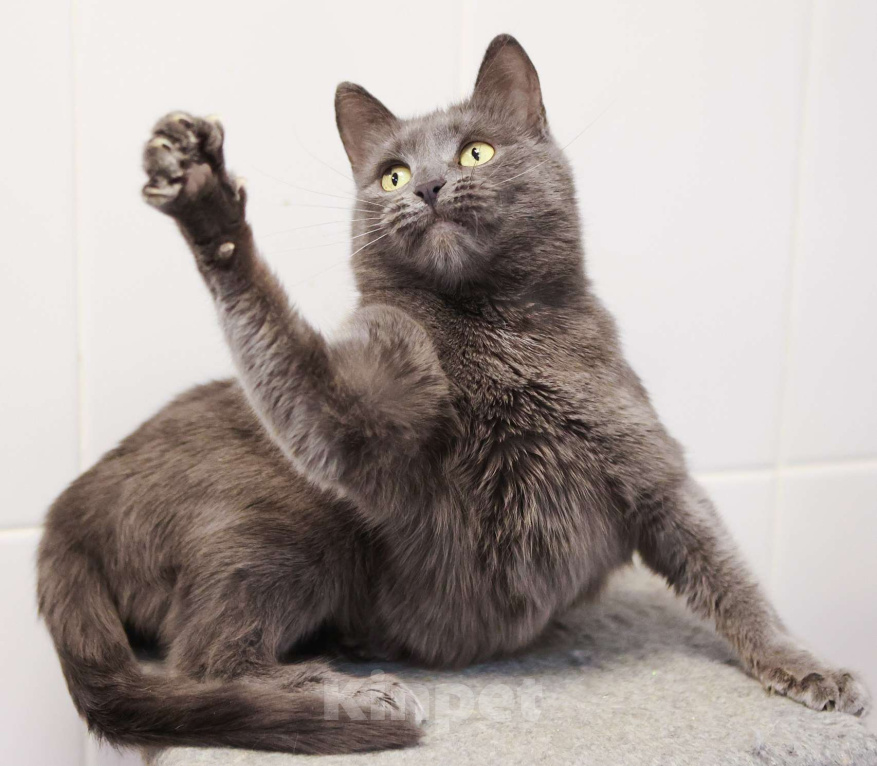 Кошки в Москве: Красавица с непростой судьбой Девочка, Бесплатно - фото 1