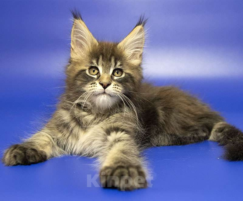 Кошки в Москве: Мейн кун котенок Мальчик, Бесплатно - фото 2