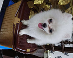 Собаки в Абакане: Шпиц померанский, 20 000 руб. - фото 10