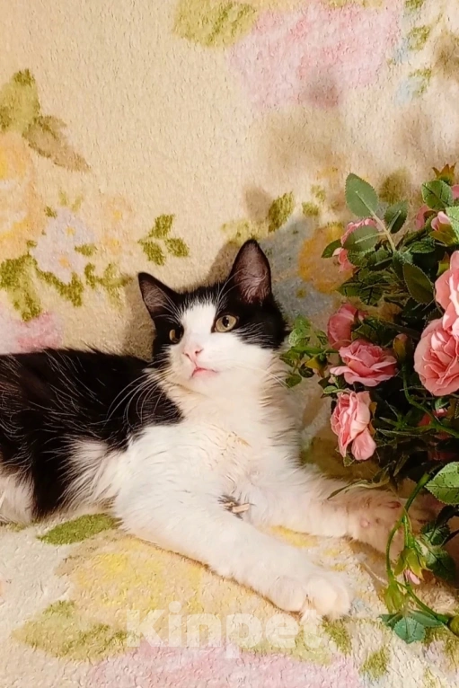 Кошки в Уфе: Котёнок подросток в добрые руки Мальчик, Бесплатно - фото 1
