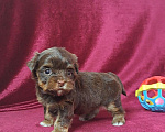 Собаки в Санкт-Петербурге: Шоколадный йорк девочка Девочка, 80 000 руб. - фото 1