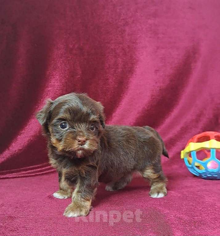 Собаки в Санкт-Петербурге: Шоколадный йорк девочка Девочка, 80 000 руб. - фото 1