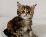 Кошки в Энгельс: Котенок Мэйн кун Девочка, 50 000 руб. - фото 1