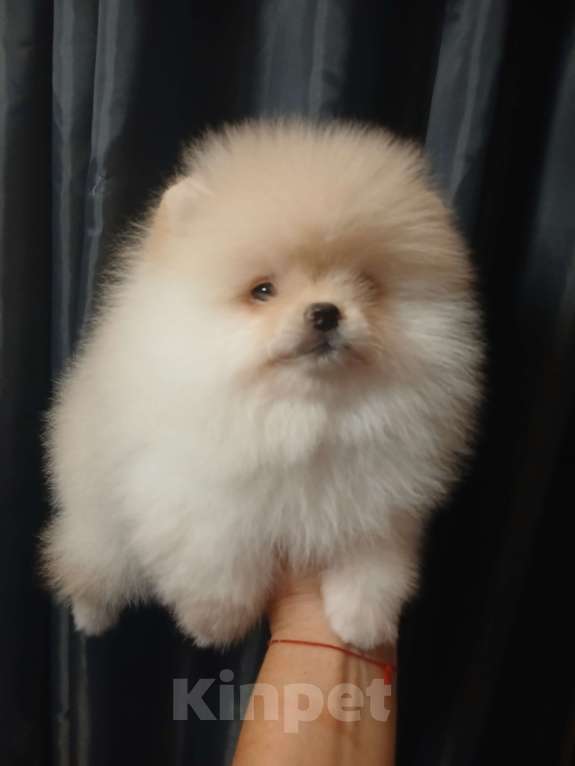 Собаки в Екатеринбурге: Померанский шпиц Мальчик, 1 руб. - фото 1